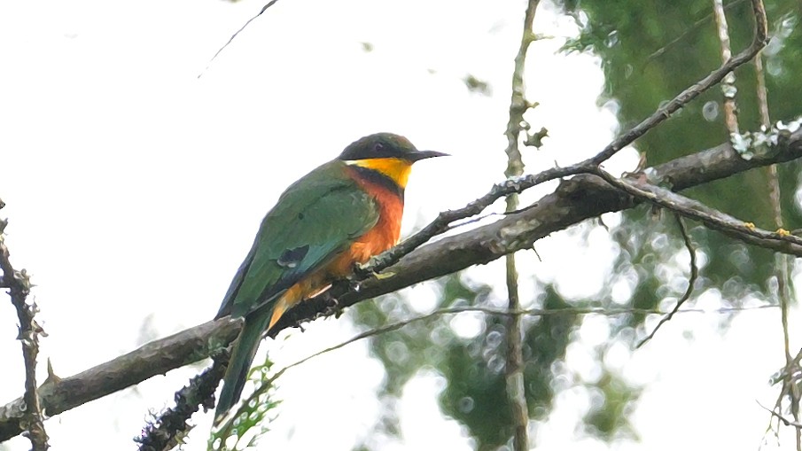 Cinnamon-chested Bee-eater - Donel Jensen