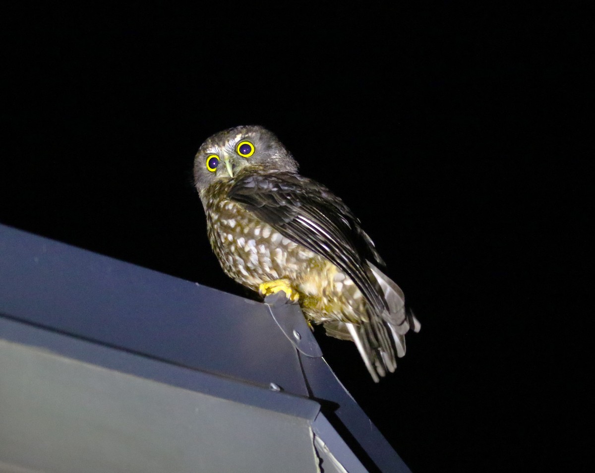 Morepork - ML623648267