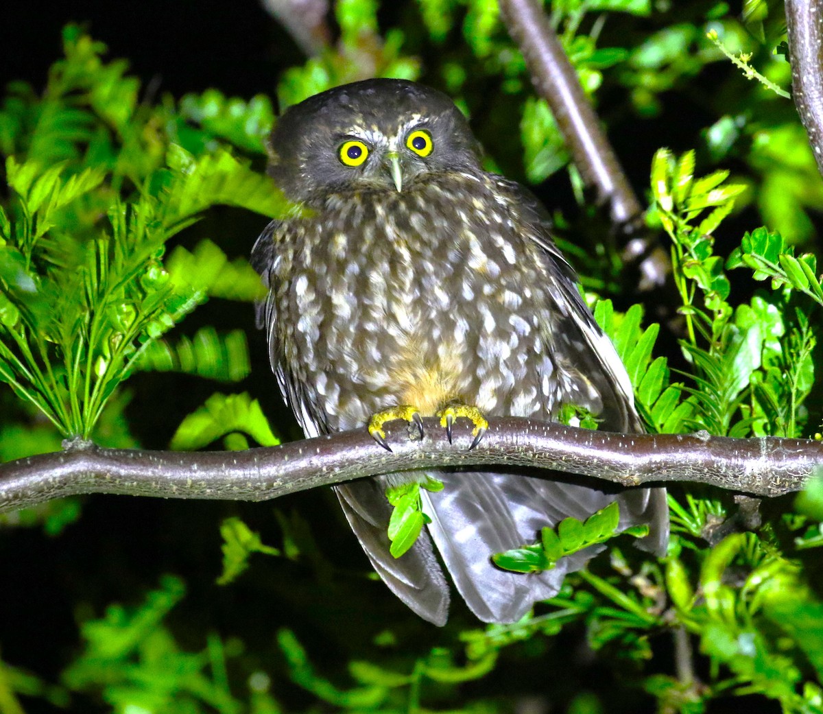 Morepork - ML623648268