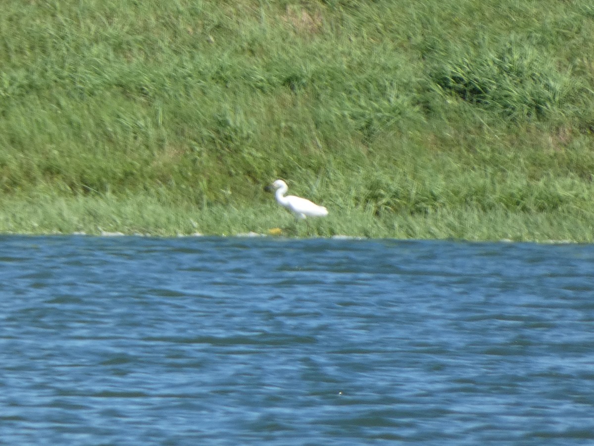 Little Blue Heron - ML623648269