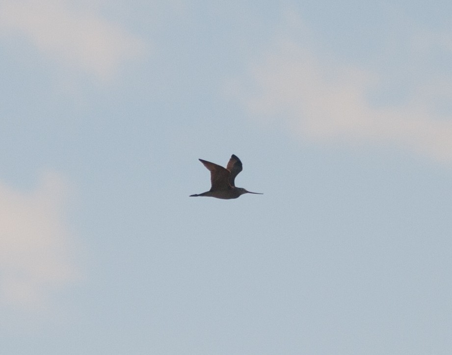 Marbled Godwit - ML623648289