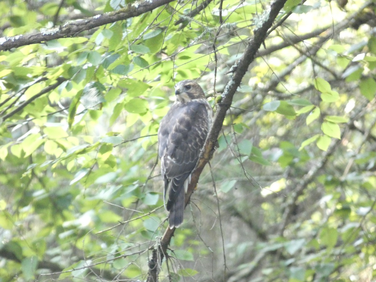 Broad-winged Hawk - ML623648305