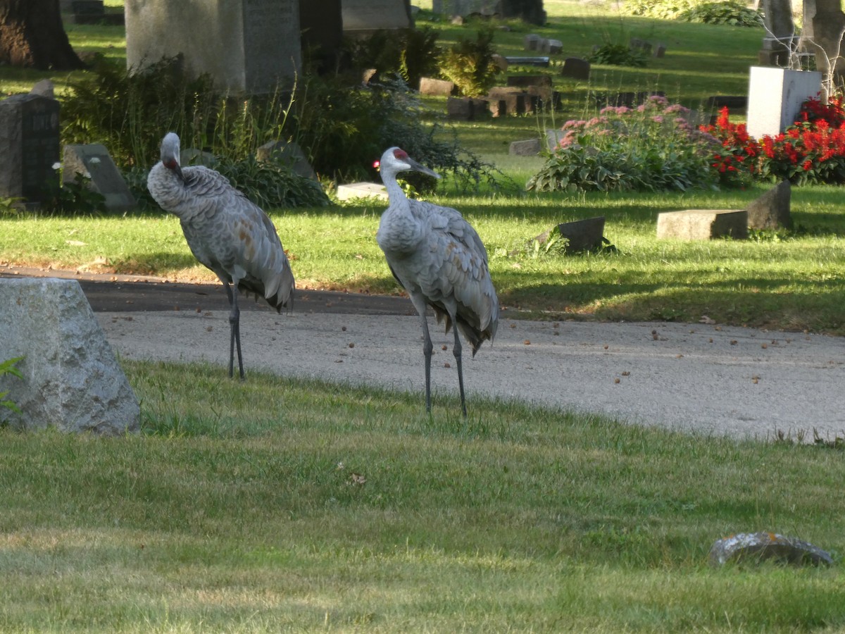 Sandhill Crane - ML623648317