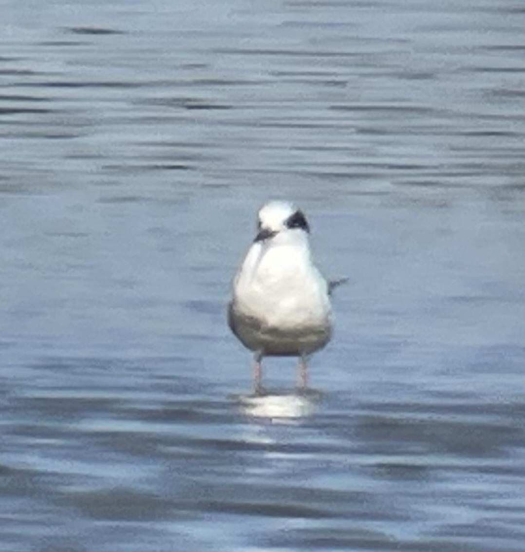 Forster's Tern - ML623648318