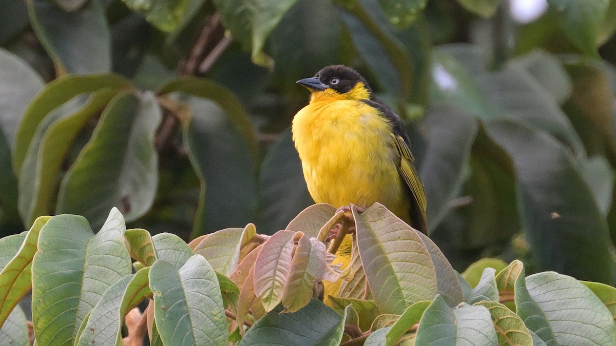 Baglafecht Weaver - Donel Jensen