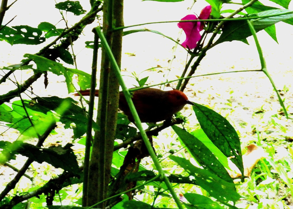 Red-faced Spinetail - ML623648348