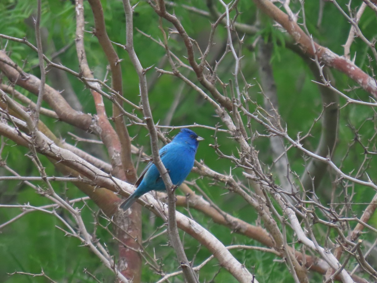 Indigo Bunting - ML623648357