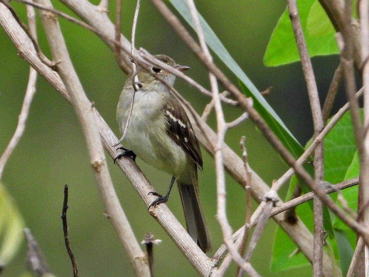 Small-billed Elaenia - ML623648376