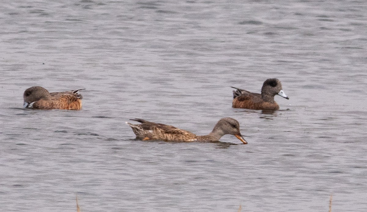 eBird Checklist - 12 Sep 2024 - Bolsa Chica Ecological Reserve - 33 species