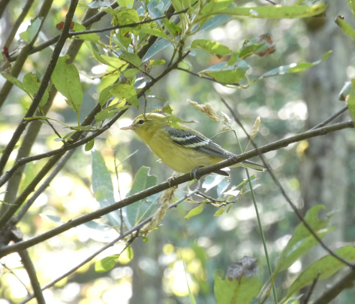 Blackpoll Warbler - ML623648406