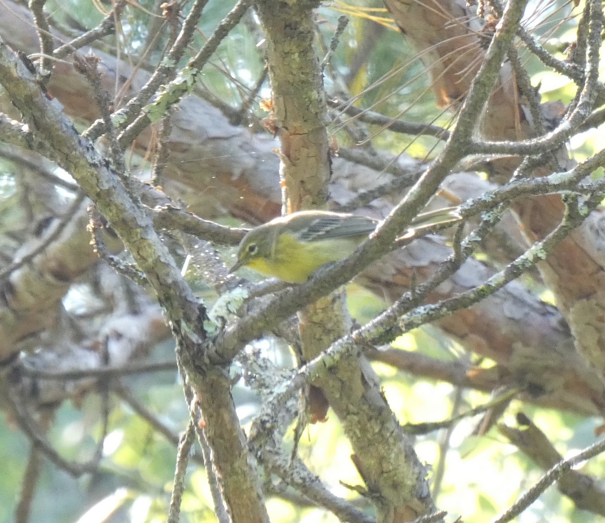 Pine Warbler - ML623648421