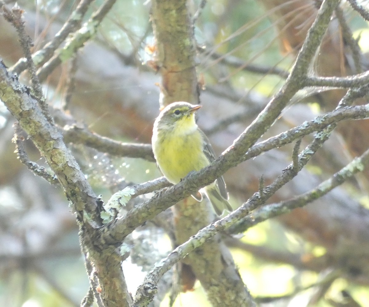 Pine Warbler - ML623648422
