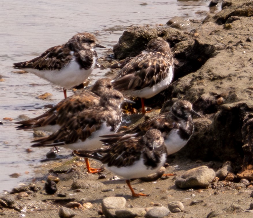 Ruddy Turnstone - ML623648427