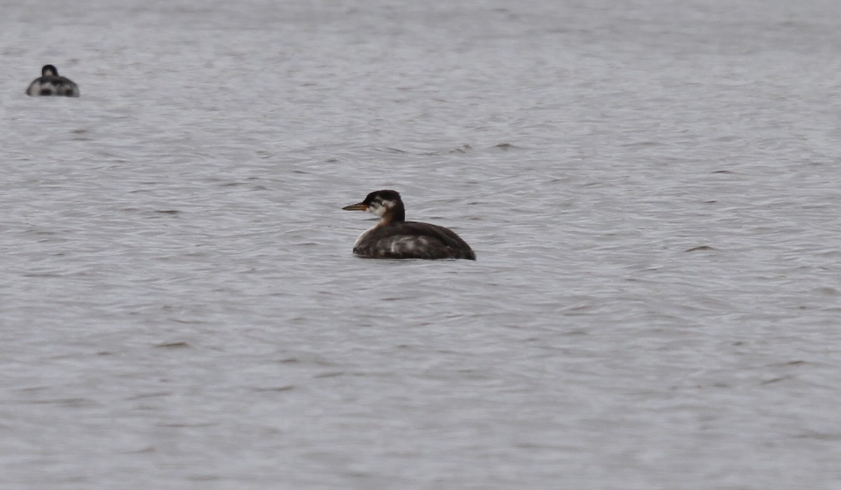 Red-necked Grebe - ML623648429