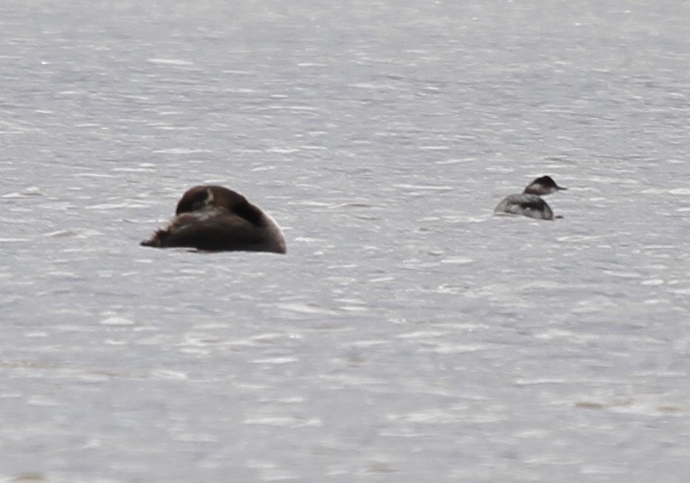 Eared Grebe - ML623648432