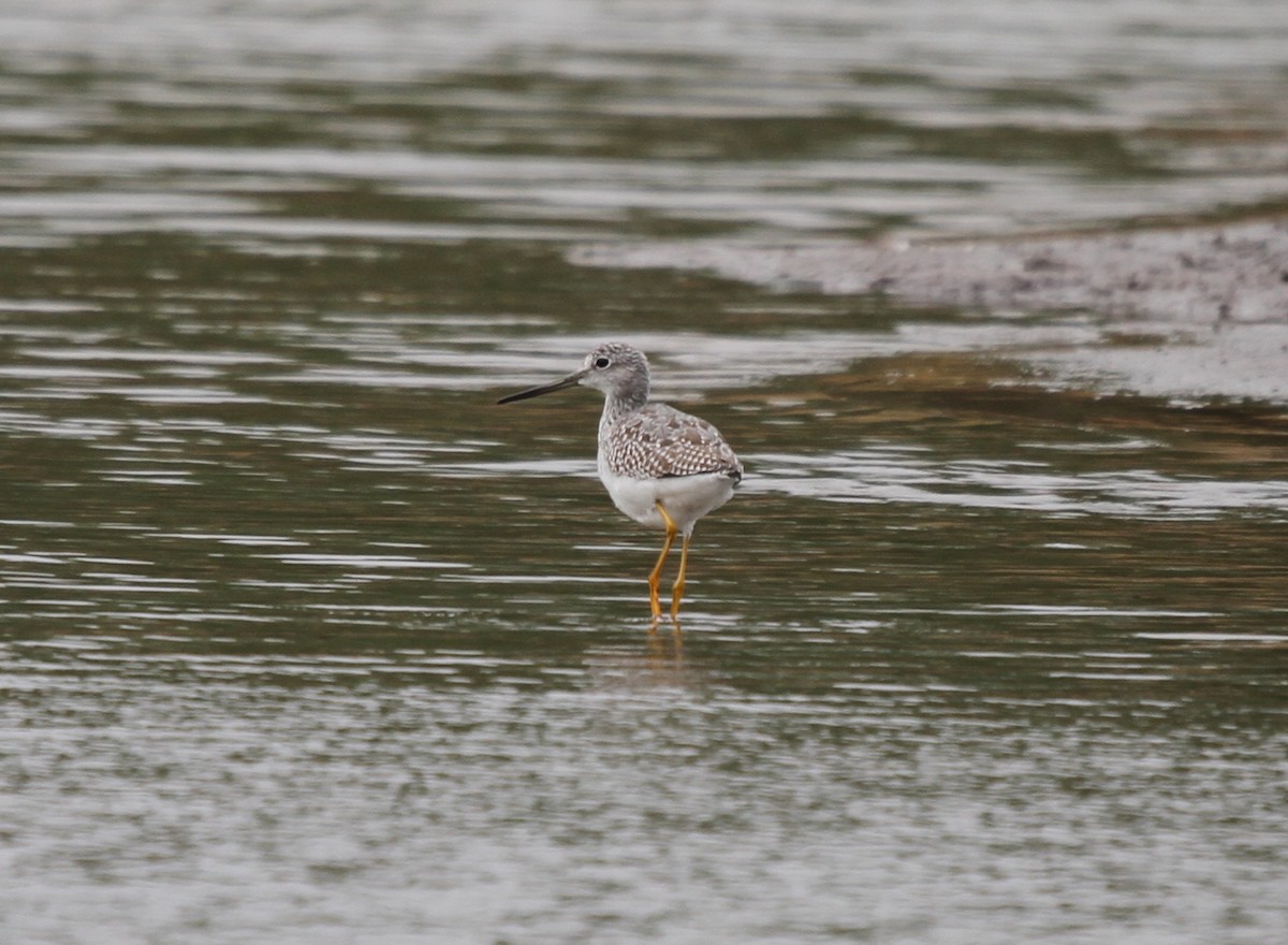 Greater Yellowlegs - Stefan Sremac