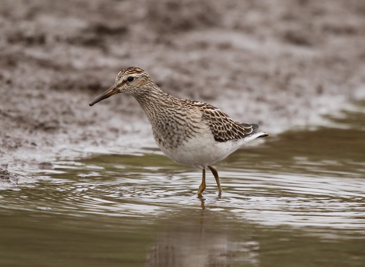 Pectoral Sandpiper - ML623648442