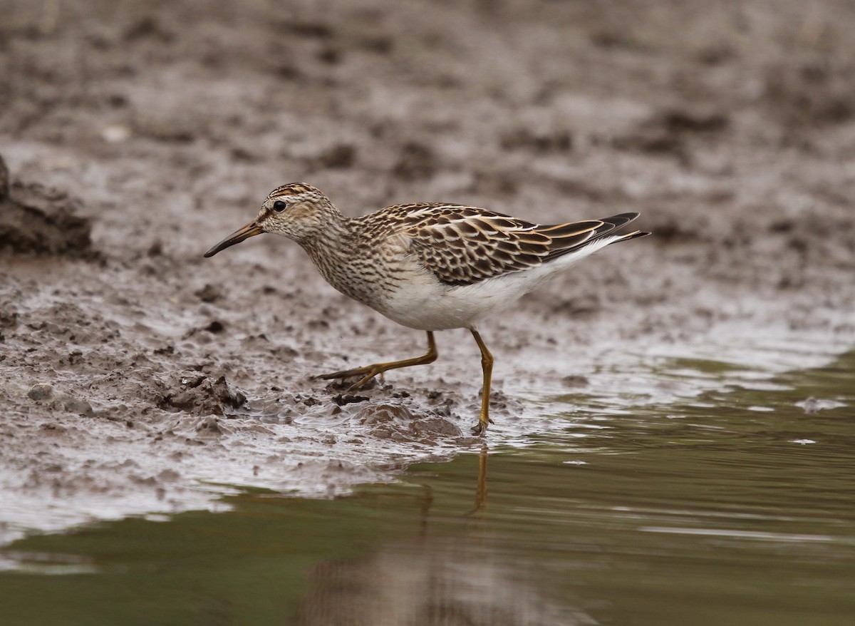 Pectoral Sandpiper - ML623648444