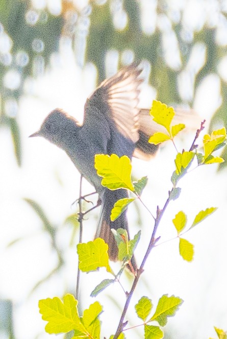 new world flycatcher sp. - ML623648472