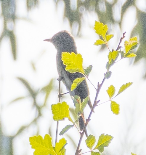 new world flycatcher sp. - ML623648474