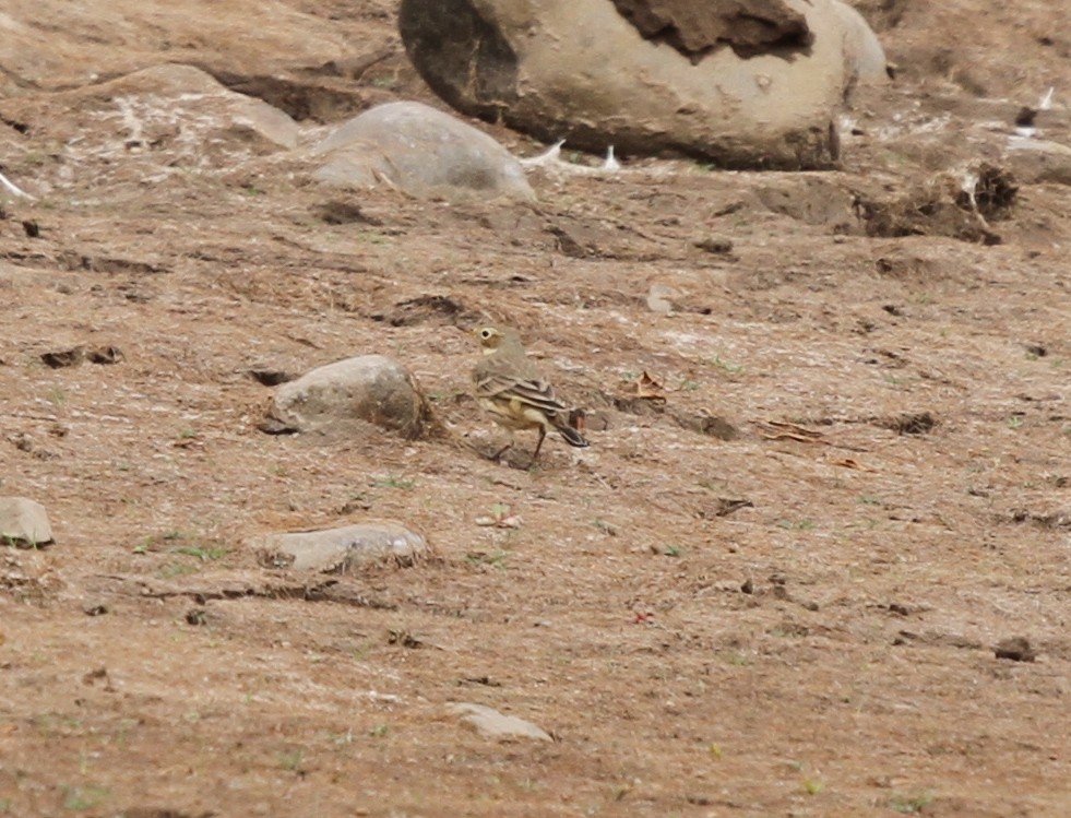 American Pipit - ML623648480