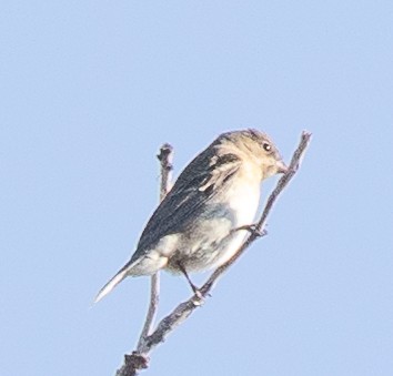 Lazuli Bunting - ML623648481