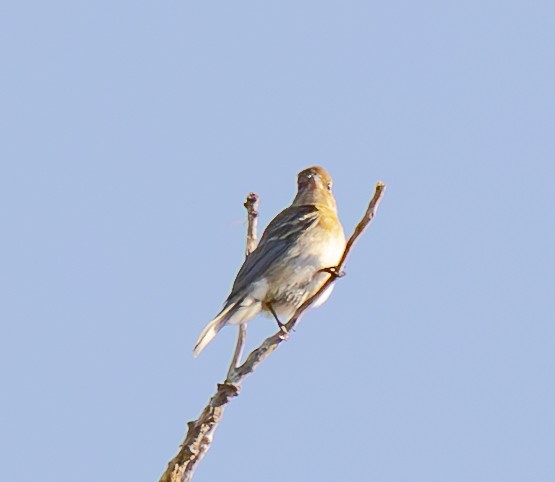 Lazuli Bunting - ML623648482
