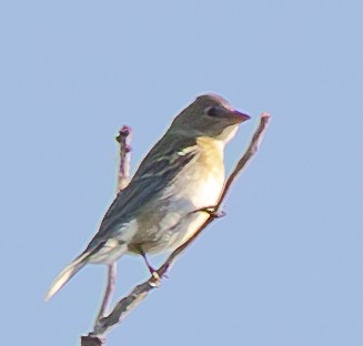 Lazuli Bunting - ML623648483