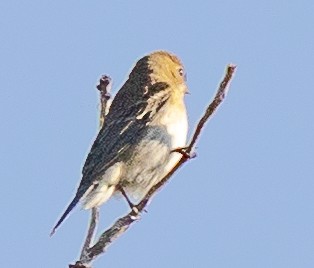 Lazuli Bunting - ML623648484