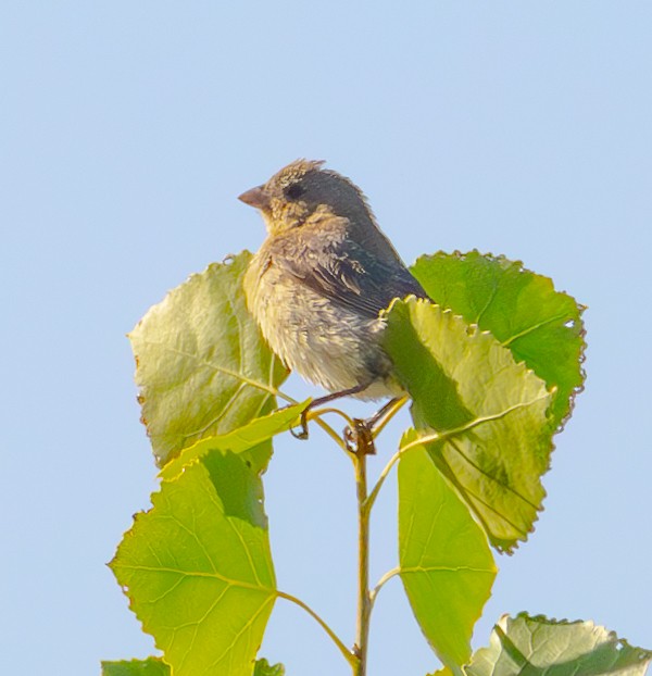 Lazuli Bunting - ML623648485