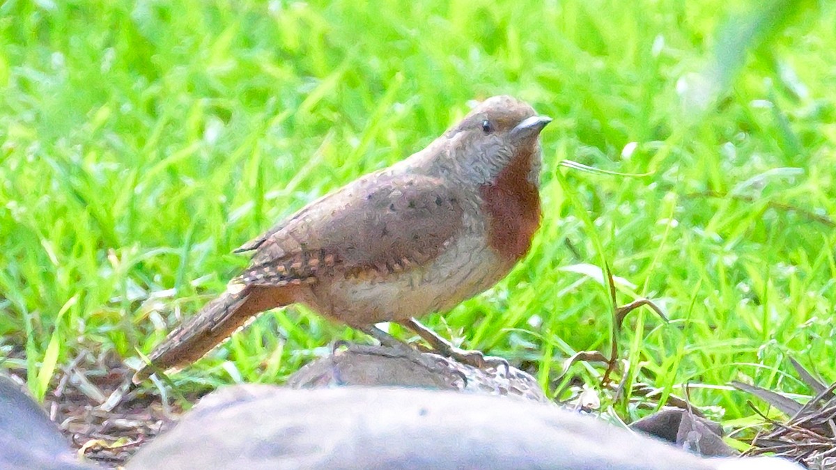 Rufous-necked Wryneck - ML623648524