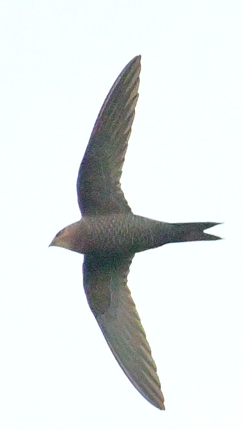 Mottled Swift - Donel Jensen