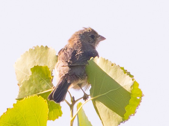 Lazuli Bunting - ML623648539