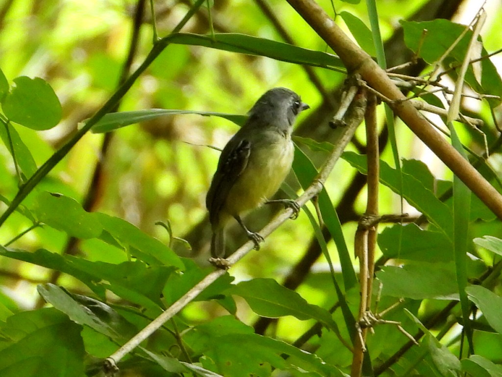 Plain Antvireo - ML623648540