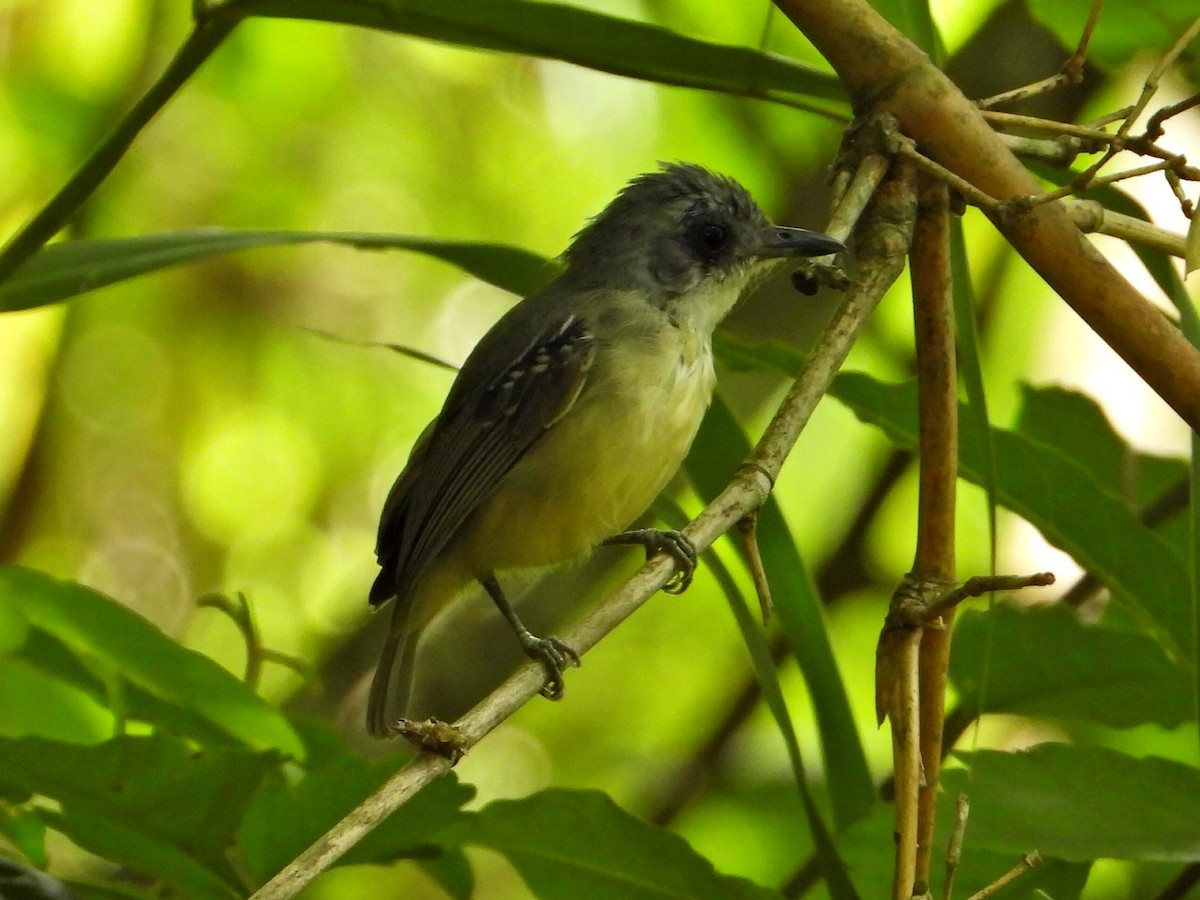 Plain Antvireo - ML623648541