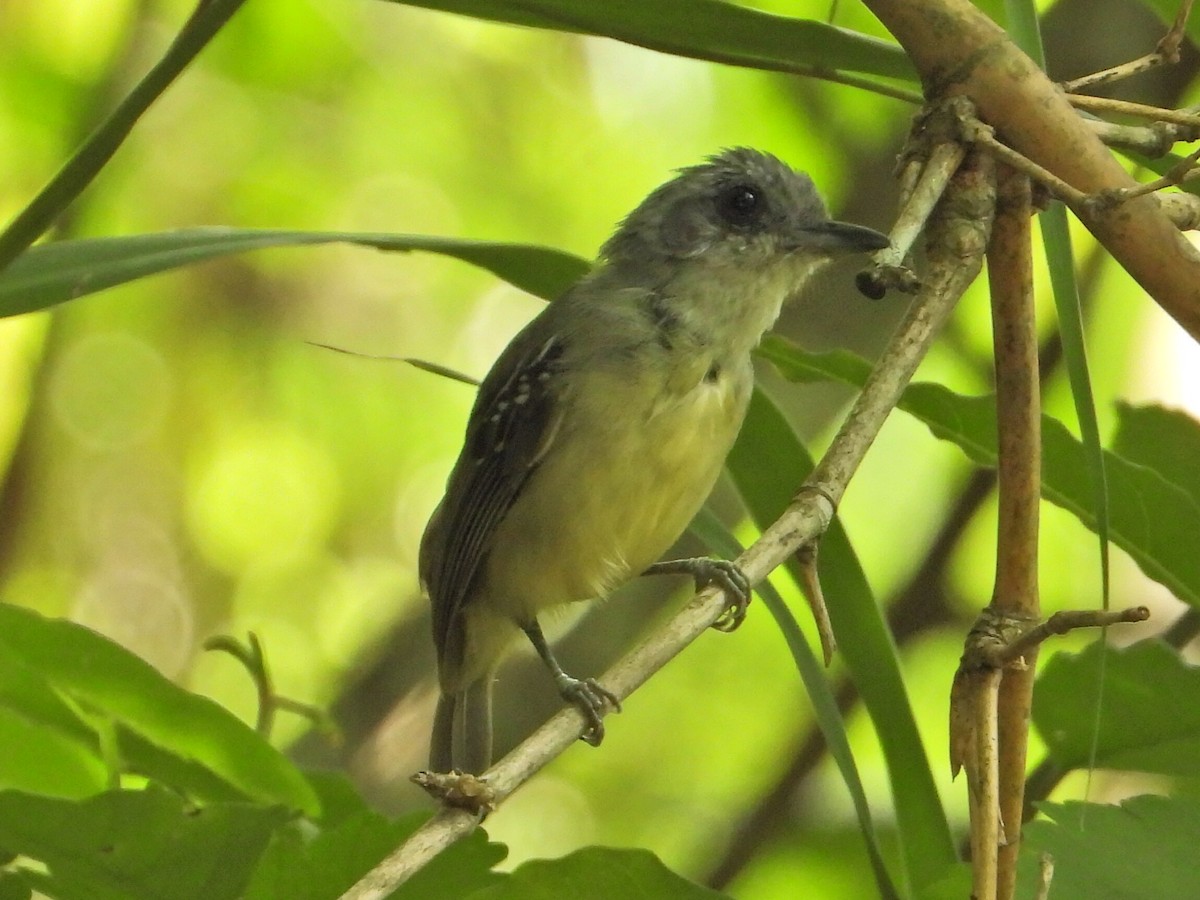 Plain Antvireo - ML623648542