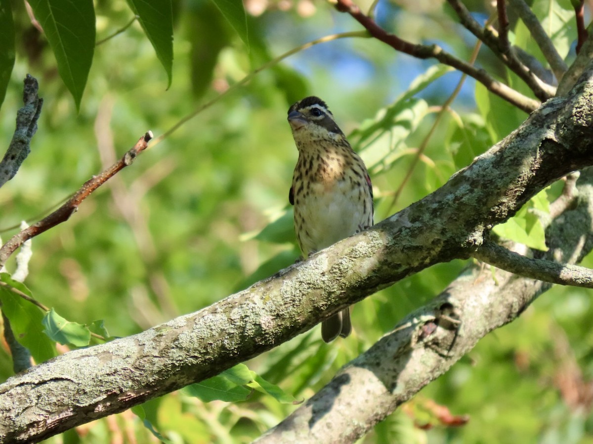 Rose-breasted Grosbeak - ML623648608