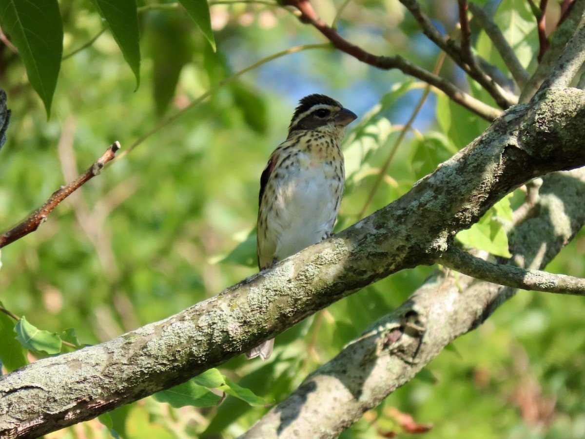 Rose-breasted Grosbeak - ML623648609