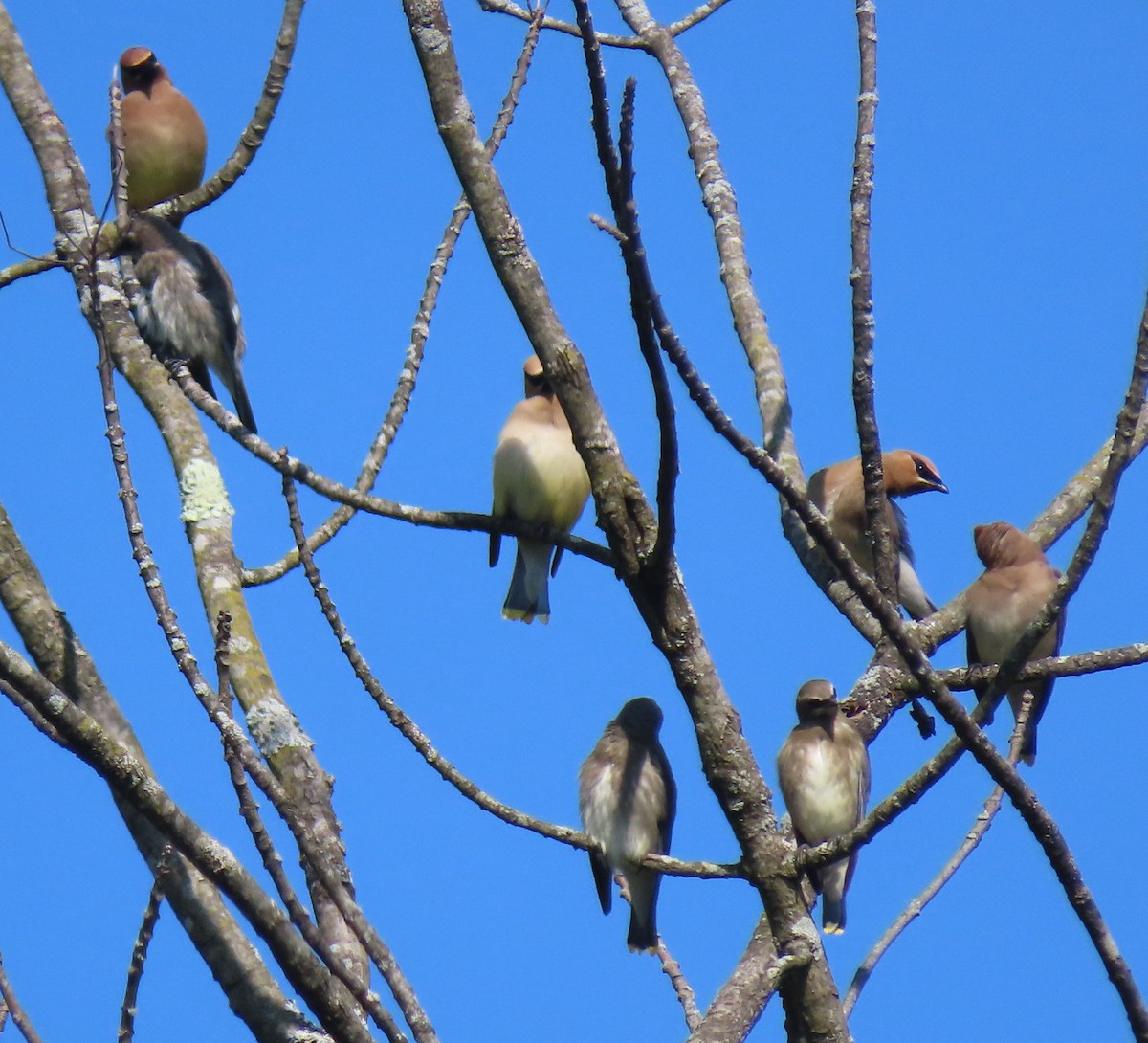 Cedar Waxwing - ML623648639