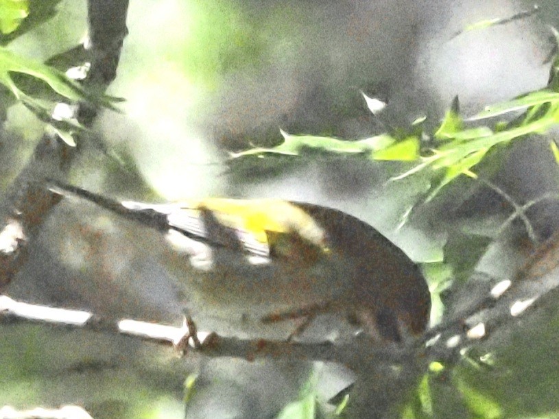 Golden-winged Warbler - Jonine Dewitte