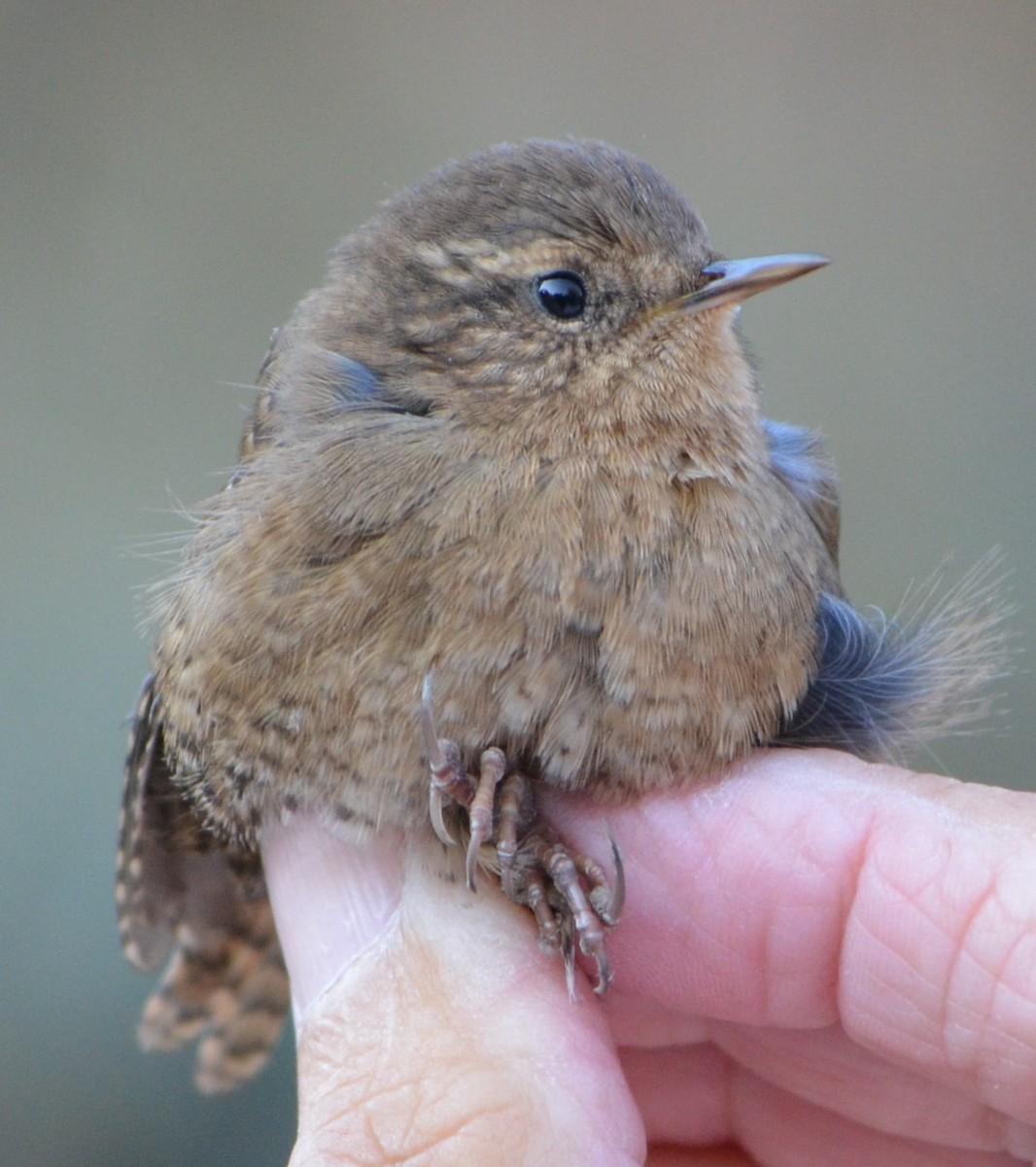 Pacific Wren - ML623648831