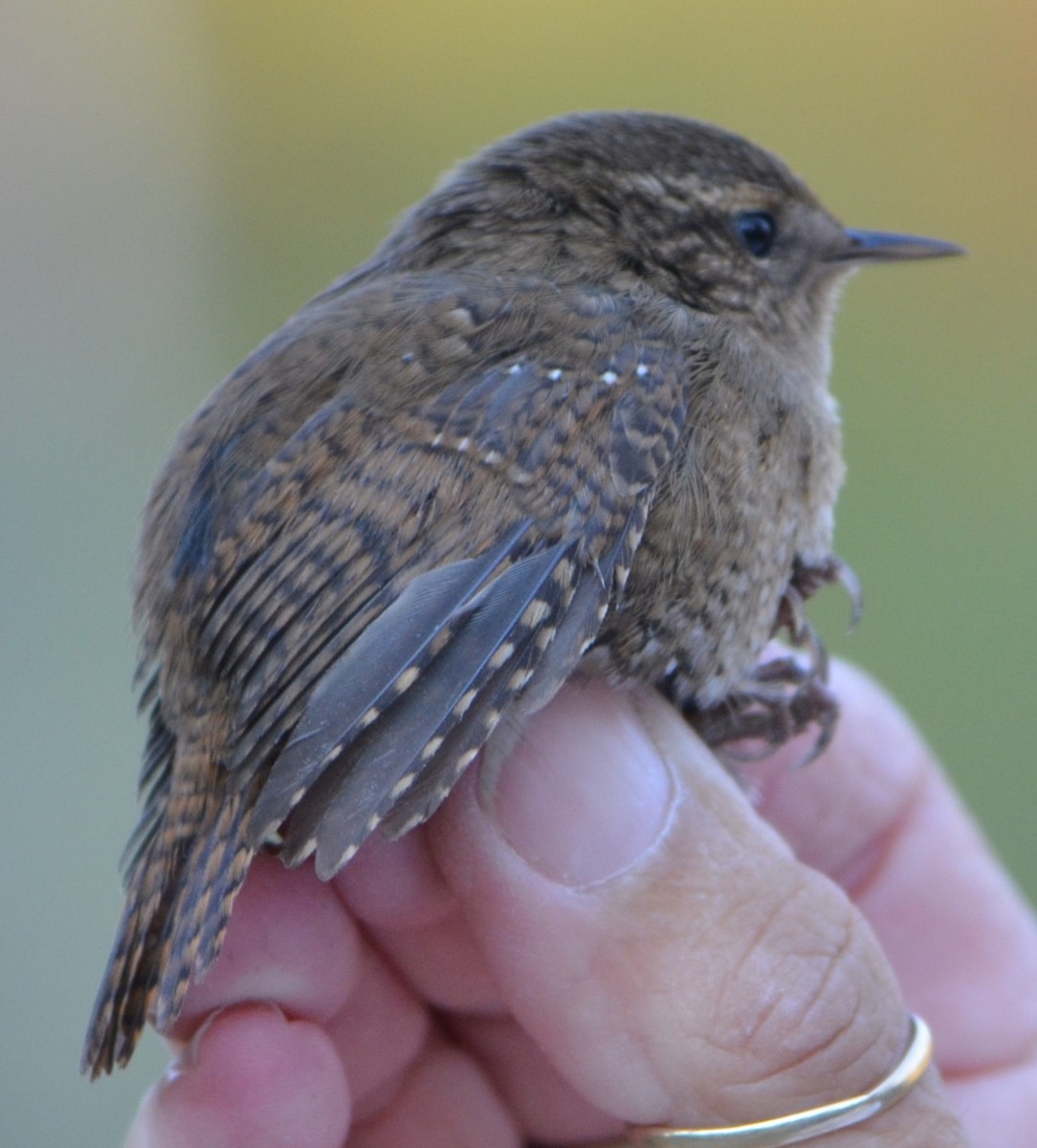 Pacific Wren - ML623648844