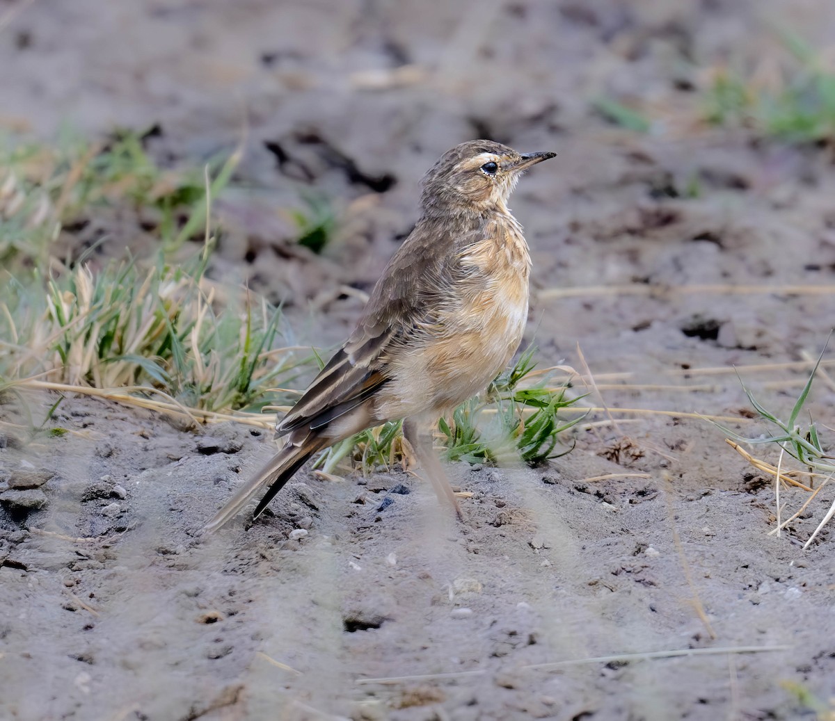 Pipit à dos uni - ML623648846