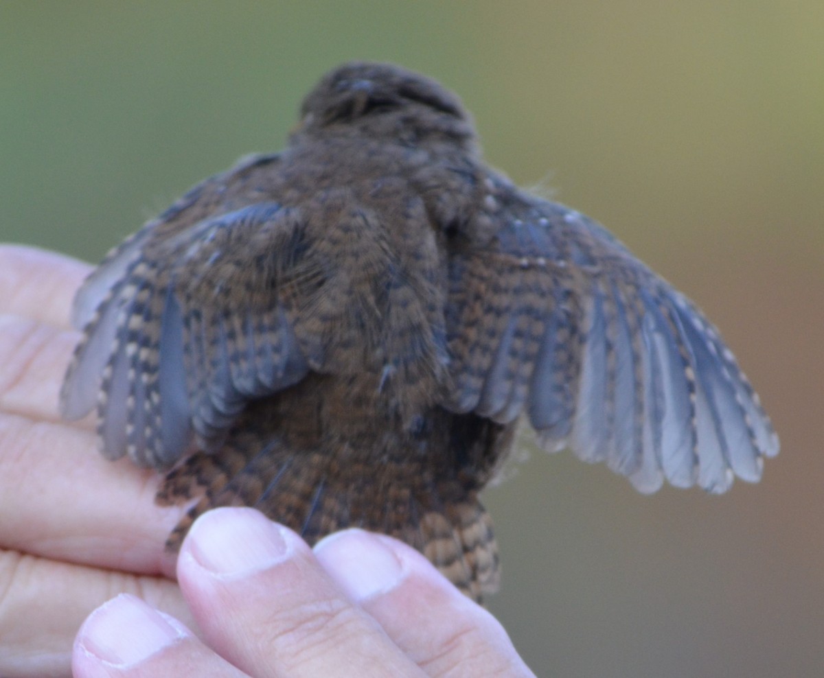 Pacific Wren - ML623648847