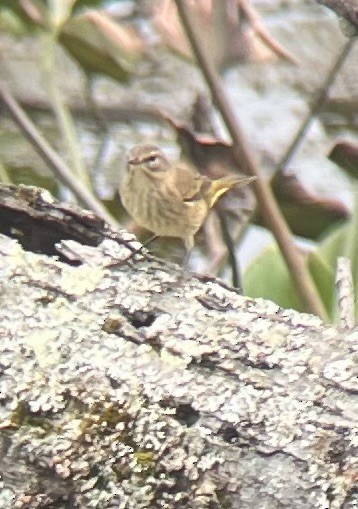 Palm Warbler - ML623648854