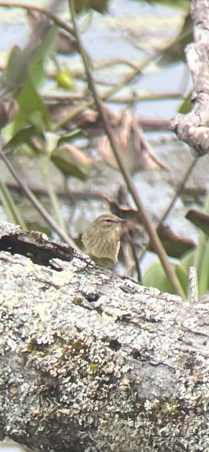 Palm Warbler - Maddie Ellms