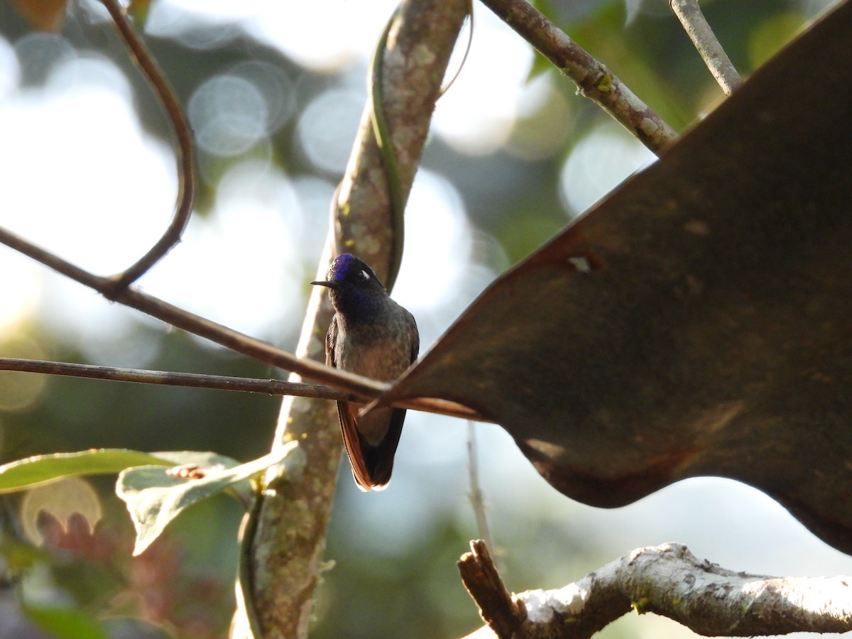 Colibrí Cabeciazul - ML623648859