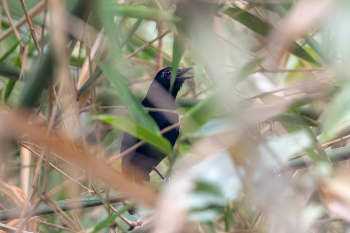 Goeldi's Antbird - ML623648870