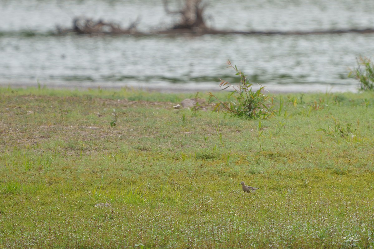 Buff-breasted Sandpiper - ML623648886