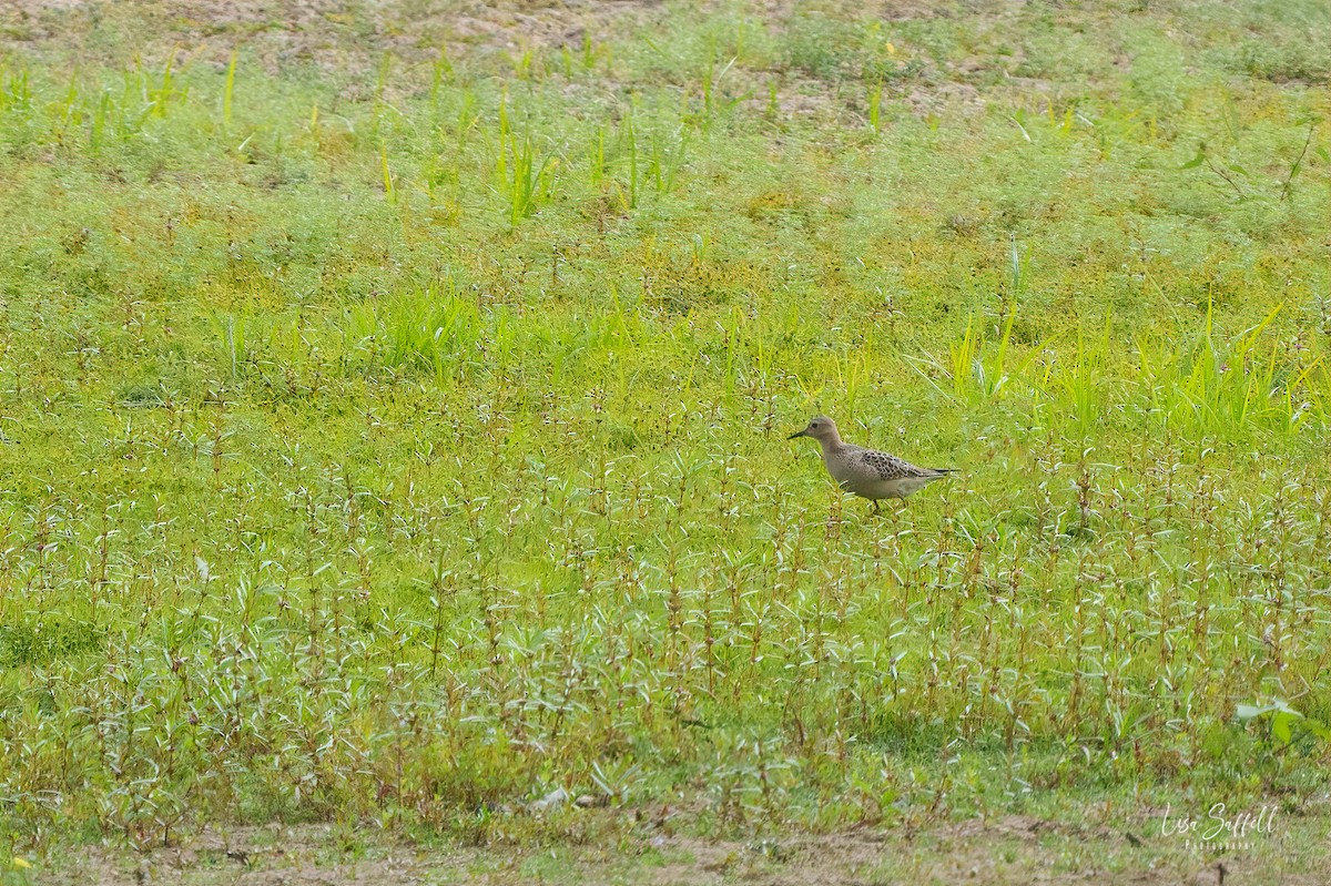 Buff-breasted Sandpiper - ML623648887